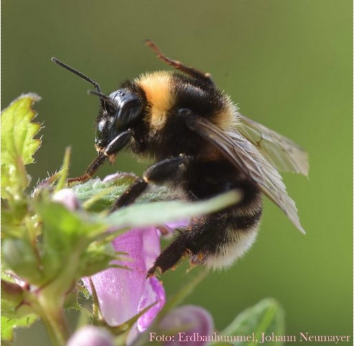 Erdbauhummel